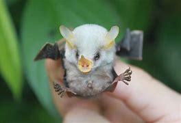 Image result for Adorable Bats