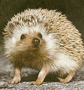 Image result for Hedgehog Porcupine