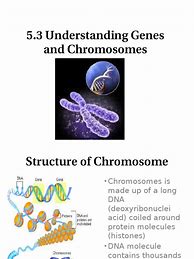 Image result for What Is the Difference Between Genes and Chromosomes