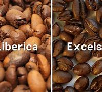 Image result for Liberica Beans