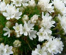Image result for Armeria juniperifolia Beavans var