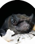 Image result for Bat Photography