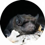 Image result for Bat Call