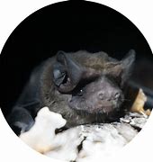 Image result for Black Mastiff Bat