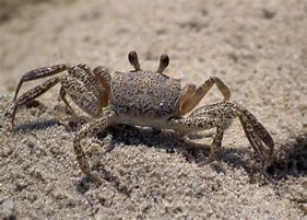 Image result for Genital Crabs