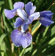 Image result for Iris sibirica Blue Moon