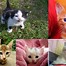 Image result for All Baby Cats