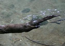 Image result for Hollywood Otter