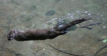 Image result for South American River Otter