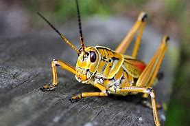 Image result for Types of Roof Crickets