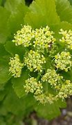 Image result for Smyrnium olusatrum