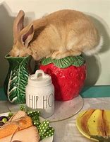 Image result for Smallest Bunny in the World
