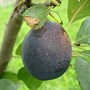 Image result for Prunus domestica Bleue de Belgique