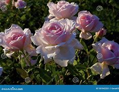 Image result for Betty White Hybrid Tea Rose