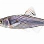 Image result for Cyprinid Fish