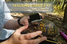 Image result for GPS Tracker for Turtles