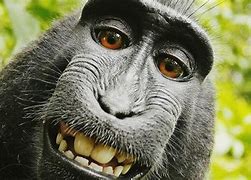 Image result for funny ugly face animal