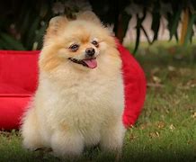 Image result for Pomeranian Boo Black