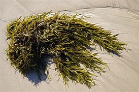 seaweeds 的图像结果