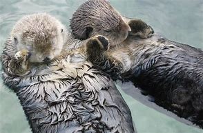 Image result for Otters Sleeping Holding Hands