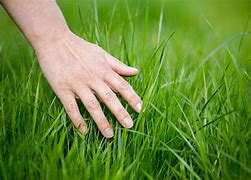Image result for Touch Grass