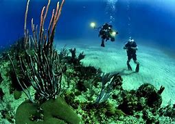 Image result for Marine Habitat From Sky
