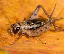Image result for Insect Cricket 4K