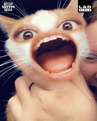 Image result for Snapchat Cat Attack