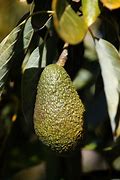 Image result for aguacstero