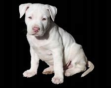 Image result for American Pit Bull Puppy