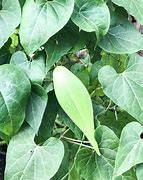 Image result for Cynanchum Laeve