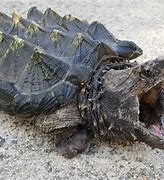 Image result for Florida Crocodile Turtle