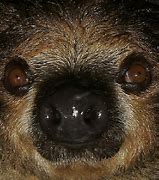 Image result for Sloth Nose
