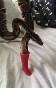 Image result for There's a Snake in My Boot Meme