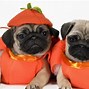 Image result for Pug Dog