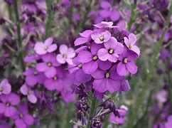 Image result for Pretty Purple Flowers iPhone Wallpaper