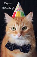 Image result for Cat Birthday Messages