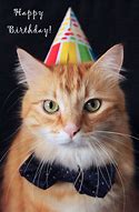 Image result for Business Cat Birthday