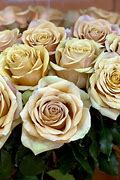 Image result for Apple Golden Rose Italy