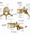 Image result for Thoracic Vertebrae Label