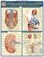 Image result for urogenital