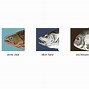 Image result for Edible Fishes