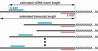 Image result for Est cDNA