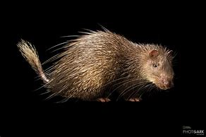 Image result for Asiatic Brush-Tailed Porcupine