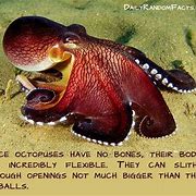 Image result for Animals with No Bones