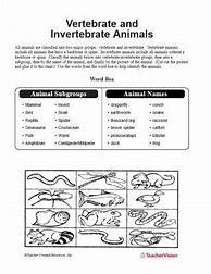 Image result for Invertebrate Animals Worksheet