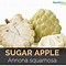 Image result for Sugar Apple Leaves