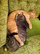 Image result for 5 Cats Snuggling