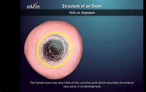 Image result for Ovum