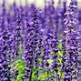 Image result for Small Lavender Flowers